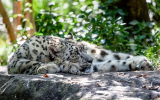 Картинка трава, солнце, камни, отдыхает, ирбис, лежит, хищник, снежный барс