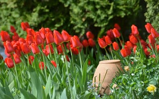 Картинка Весна, Тюльпаны, Spring, Red tulips, Кувшин