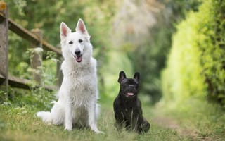 Картинка собаки, две собаки, Французский бульдог, Белая швейцарская овчарка, природа, пара, друзья, боке