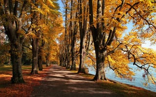 Картинка листья, осень, озеро, парк