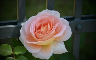 Картинка Роза, Rose, Розовая роза, Bokeh, Pink rose