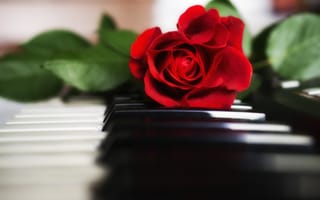 Картинка пианино, роза, красная, клавиши