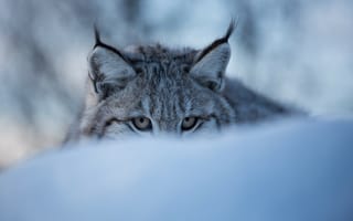 Картинка глаза, рысь, дикая кошка, снег, зима, морда