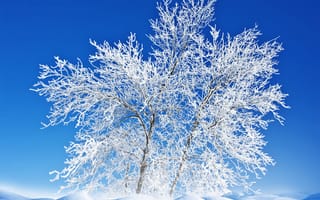 Картинка природа, иней, дерево, небо, пейзаж, зима, снег