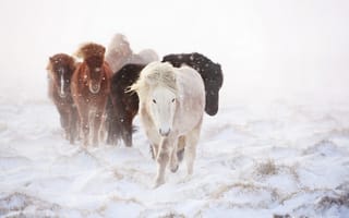 Картинка кони, зима, снег