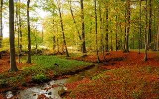 Картинка ручей, камни, лес, трава, деревья, листья, осень