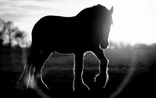 Картинка Маленькая лошадка, солнце, черно белое фото, линза, блик
