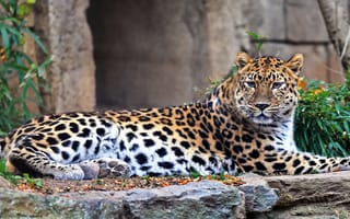 Картинка леопард, хищник, дальневосточный, отдых