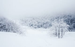 Обои снег, лес, зима