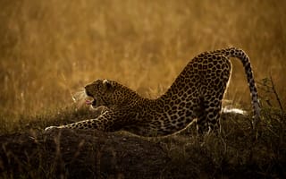 Картинка леопард, хищник, природа, животное, дикая кошка, трава, язык, пасть