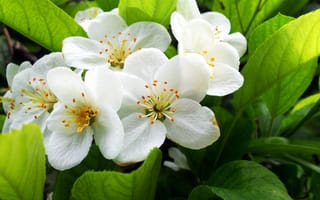 Картинка Весна, Spring, Цветение, Flowering