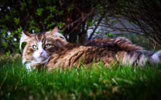 Картинка кошка, трава, взгляд, кустарник