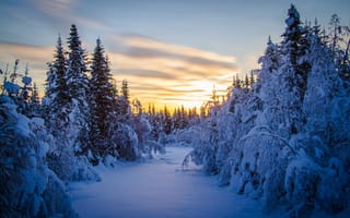 Картинка лес, зима, утро, елки, снег
