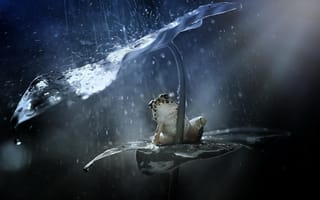 Картинка лягушка, лист, брызги, дождь
