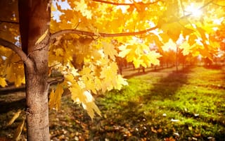 Картинка клен, листья, дерево, лучи, осень