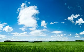 Обои поле, трава, green field, зелёный, небо