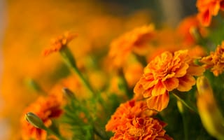 Картинка бархатцы, Оранжевые цветы, Orange flowers, Боке