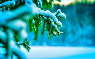 Обои макро, холод, иголки, веточки, елка, снег, зима, природа