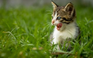 Картинка трава, мордочка, котенок