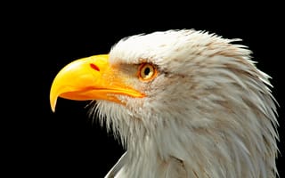 Картинка птица, клюв, Eagle, США, USA, голова, bird, Белоголовый орлан, Орел