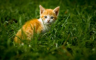 Картинка трава, котенок, рыжий котенок, мордочка