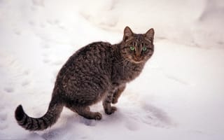 Картинка кошка, зима, глаза, зеленые, природа, полосатая, снег, кот