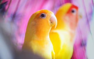 Картинка птицы, желтые, попугаи
