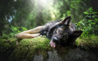 Картинка собака, овчарка, морда, взгляд, мох, язык, на природе