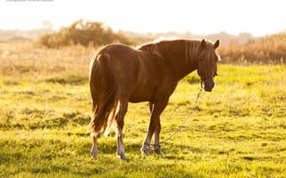 Картинка hourse, лошадь, красиво, солнце, настроение, волосы, желтый, зеленый, мило, лето, закат, мхи, конь