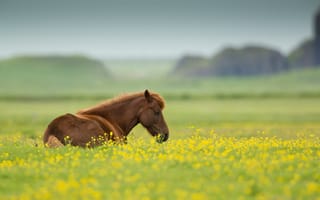 Обои лошадь, лето, поле, цветы, животное, природа