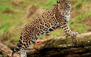 Картинка бревно, jaguar, смотрит, panthera onca, морда, ягуар, пятнистая кошка, стоит, лапы, молодой