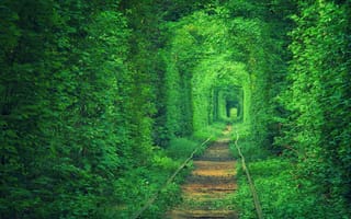 Картинка Украина, природа, деревья листва, тунэль любви, трамвайные пути, ж/д дорога