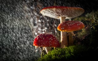 Картинка макро, боке, дождь, грибы, капли, лес, свет, мухоморы, природа