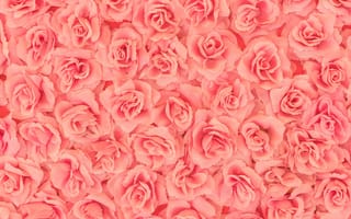 Картинка розы, розовые, бутоны, лепестки роз