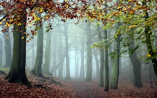 Картинка туман, деревья, лес, природа