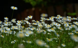 Картинка Природа, Ромашки, Nature, Flowers