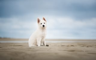 Картинка песок, боке, собака, небо, щенок