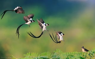 Картинка ветка, полёт, птица, приземление, Pin-tailed Whydah