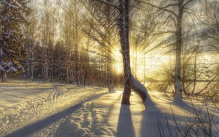 Картинка зима, лучи света, снег, природа, березы, HDR, деревья