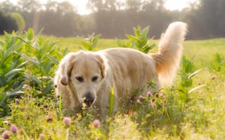 Картинка Собака, поле, цветы, свет, лабрадор