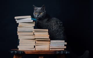 Картинка кошка, книги