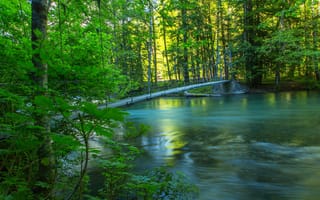 Картинка река, природа, лето, мост, лес