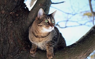 Картинка Дерево, Кошка, Tree, Cat