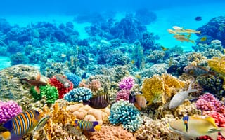 Картинка рыбы, кораллы, дно, подводный мир, синева