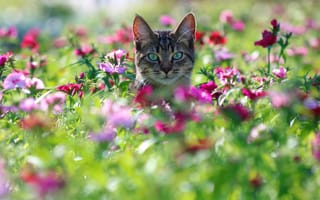 Картинка кошка, взгляд, мордочка, гвоздики, цветы, кот, боке