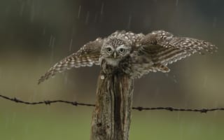 Обои забор, птица, сова, капли, дождь