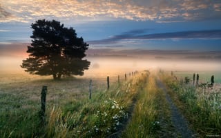 Картинка дорога, небо, трава, дерево, цветы, забор, облака, туман