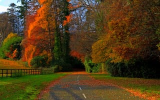 Обои autumn, leaves, лес, walk, forest, road, деревья, природа, осень, nature, colors, path, colorful, trees, листья, field, поле, fall, дорога