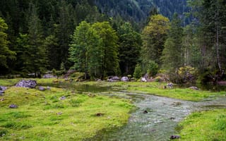 Картинка зелень, лес, трава, Австрия, ручей, камни, деревья, поляна
