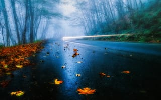 Картинка США, выдержка, лес, осень, деревья, фары, дорога, туман, листья, автомобиль, свет, дождь